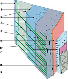 Tangentiale doorsnede van een 4-jarige stam:0 = merg; 1 = grens jaarring; 2 = harskanalen; 3 = primaire mergstralen; 4 = secundaire mergstralen; 5 = cambium; 6 = mergstralen in de bast; 7 = kurkcambium; 8 = bast; 9 = schors