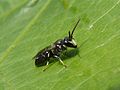 Hylaeus hyalinatus (kantmaskebi)