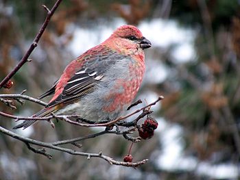 Pine Grosbeak