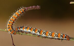 Pontia chloridice, oruga