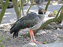 Southern Screamer RWD2.jpg