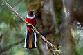 Whitehead's trogon, front view