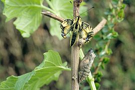 Émergence de l'imago : en l'espace de quelques secondes, il s'éloigne de sa chrysalide pour laisser durcir ses ailes avant l'envol.