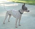 American Hairless Terrier