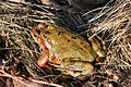 Amplexus