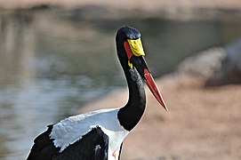 Saddle-billed stork (Ephippiorhynchus senegalensis).