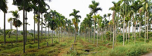 Areca catechu, une Areceae