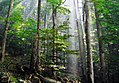 Image 7Old-growth European beech forest in Biogradska Gora National Park, Montenegro (from Old-growth forest)