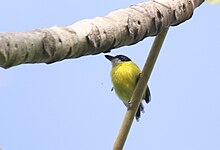 Black-headed tody-flycatcher2.jpg