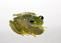 Image 1Powdered glass frog, Cochranella pulverata, Centrolenidae, Honduras to Ecuador (from Tree frog)