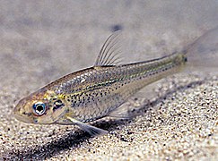 Notropis girardi