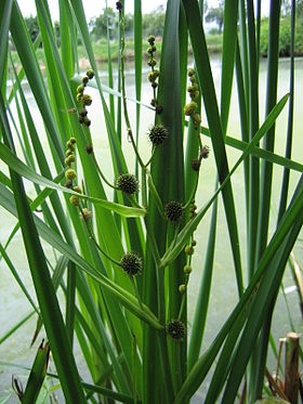 Grenet Pindsvineknop (Sparganium erectum).