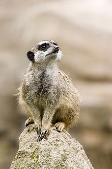 Suricata.suricatta.6861.jpg