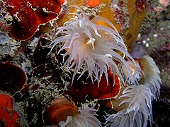 Tubastraea sp en Timor