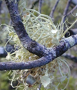 Usnea australis