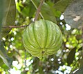 Garcinia gummi-gutta