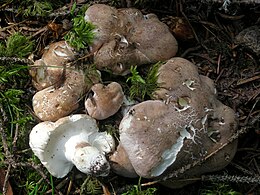 Альбатрел овечий (Albatrellus ovinus)