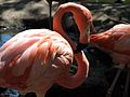 American flamingo