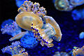 Satu spesies ubur-ubur Mediterranean, Cotylorhiza tuberculata, dipamerkan di Monterey Bay Aquarium.