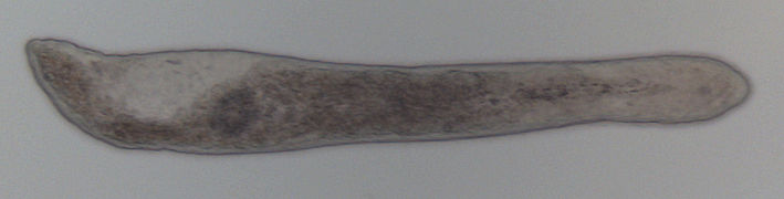 Microstomum papillosum, Microstomidae