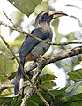 Malabar grey hornbill