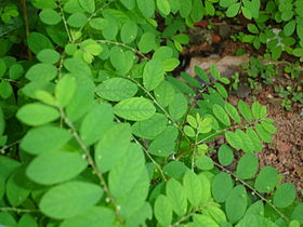 Quebra-pedra (Phyllanthus niruri)