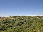 Forest above the canyon