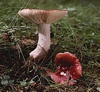 Russula emetica (Russulaceae)