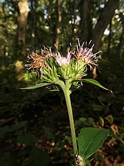 花冠は紅紫色になる。花柄に多細胞毛が密生する。