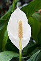 زنبق السلام (Spathiphyllum cochlearispathum) يظهر طلعة وشرعانة