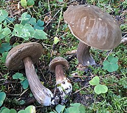 Tahmpuravik Porphyrellus porphyrosporus Foto: Sven Pruul