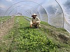 Tunneli si­sä­puo­lel­ta, Pakistan.