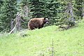 Orso nero nel parco nazionale del Monte Rainier