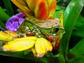 Image 9Big-eyed tree frog, Leptopelis vermiculatus, Hyperoliidae, Tanzania (from Tree frog)