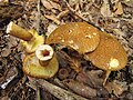 Hohlfuß-Röhrling (Suillus cavipes)