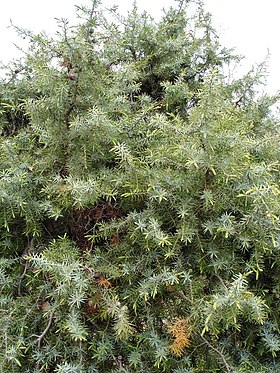 Juniperus oxycedrus