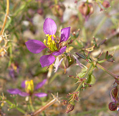 Fagonia laevis[англ.]