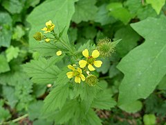 Description de l'image Geum macrophyllum (2615073237).jpg.