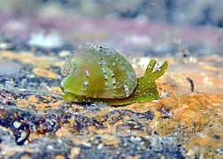 Julia exquisita, un Juliidae