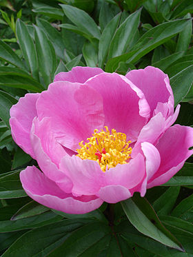 Silke-Pæon (Paeonia lactiflora) - vildform