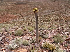 Pachypodium namaquanum ✓