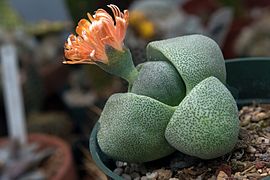 Pleiospilos ✓