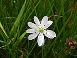 Zeegroene muur (Stellaria palustris)