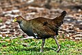 Image 3 Tasmanian Native-hen Photo credit: Noodle snacks The Tasmanian Native-hen (Gallinula mortierii) is a flightless rail between 43 to 51 cm (17 to 20 in) in length, one of twelve species of birds endemic to the Australian island of Tasmania. Although flightless, it is capable of running quickly and has been recorded running at speeds up to 30 miles per hour (48 km/h). More selected pictures