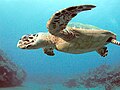 Hawksbill Turtle