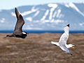 Shakwe-mporaji wa Akitiki akifukuzia shakwe “kittiwake”