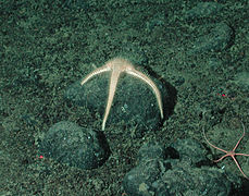 Benthopecten sp., une Notomyotida.