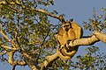 Dos hembras en una rama, usando su cola prensil como amarre de seguridad, en Pantanal, Bolivia.