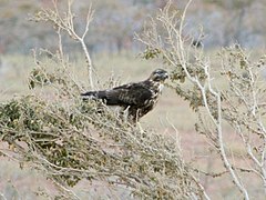 Description de l'image Buteo socotraensis.jpg.