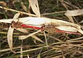 Sympetrum internum